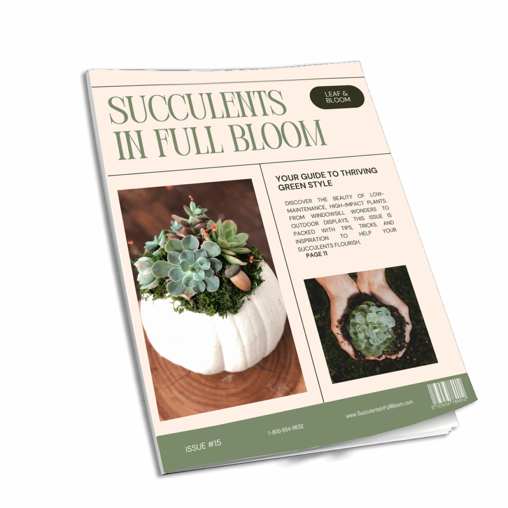 Succulents in Full Bloom Magazine